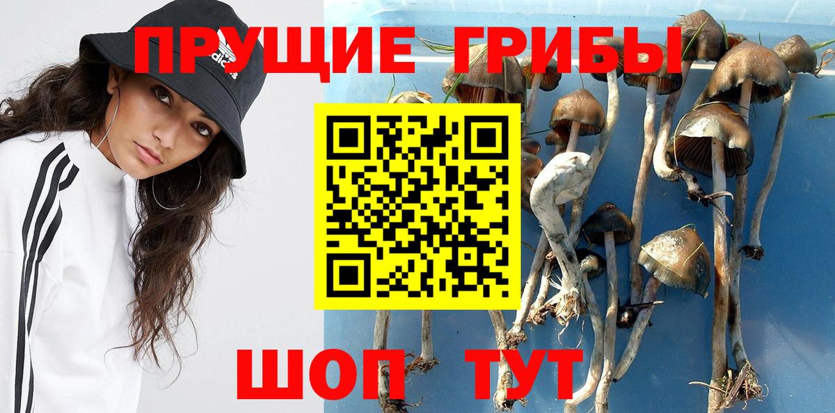Псилоцибиновые грибы Psilocybe  Мичуринск 