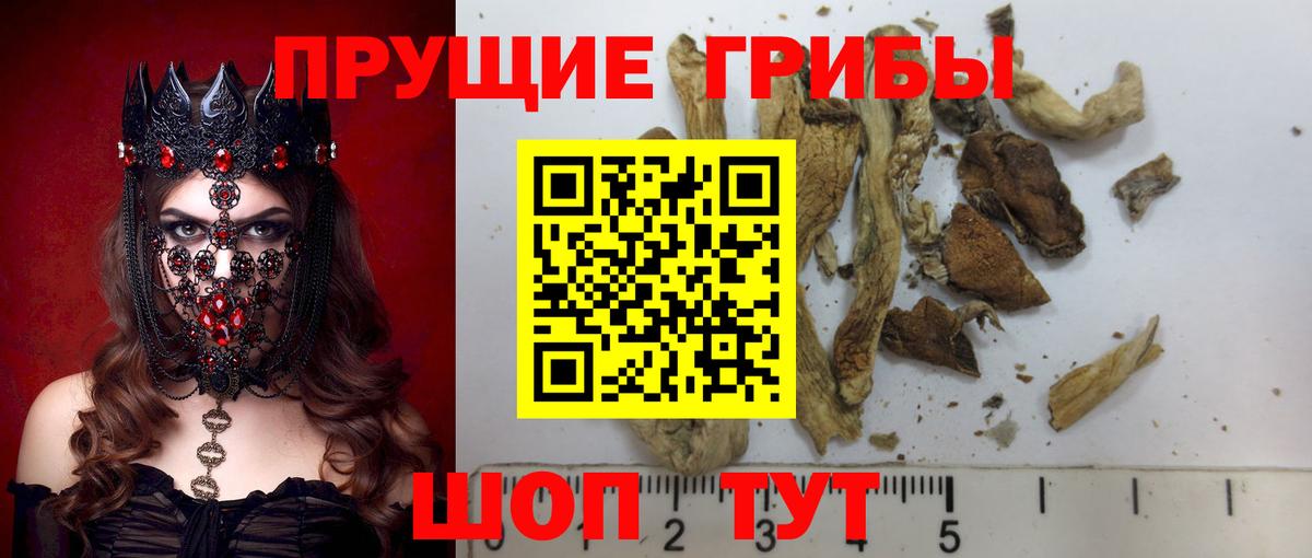 Галлюциногенные грибы Psilocybe  Вход с VPN  Галлюциногенные грибы мицелий  Мичуринск 